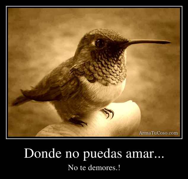 Donde no puedas amar...