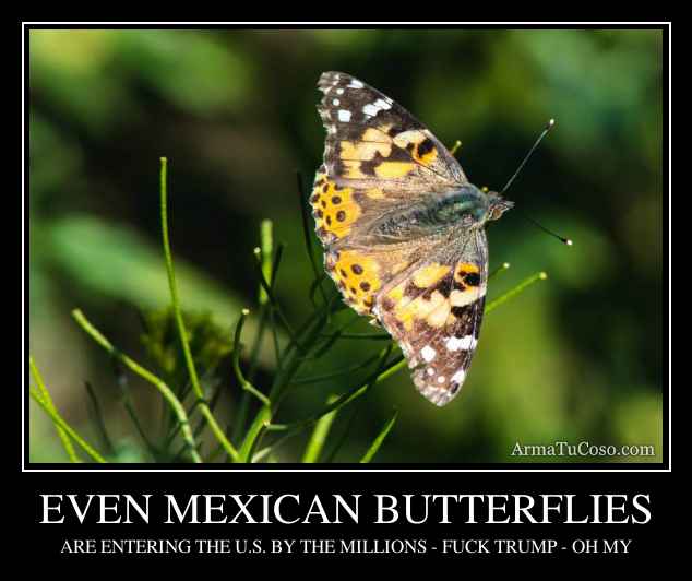 EVEN MEXICAN BUTTERFLIES