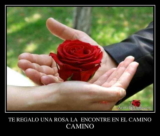 TE REGALO UNA ROSA LA  ENCONTRE EN EL CAMINO